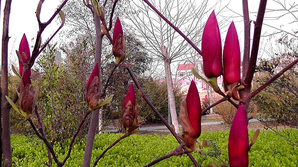 木笔花之紫玉兰