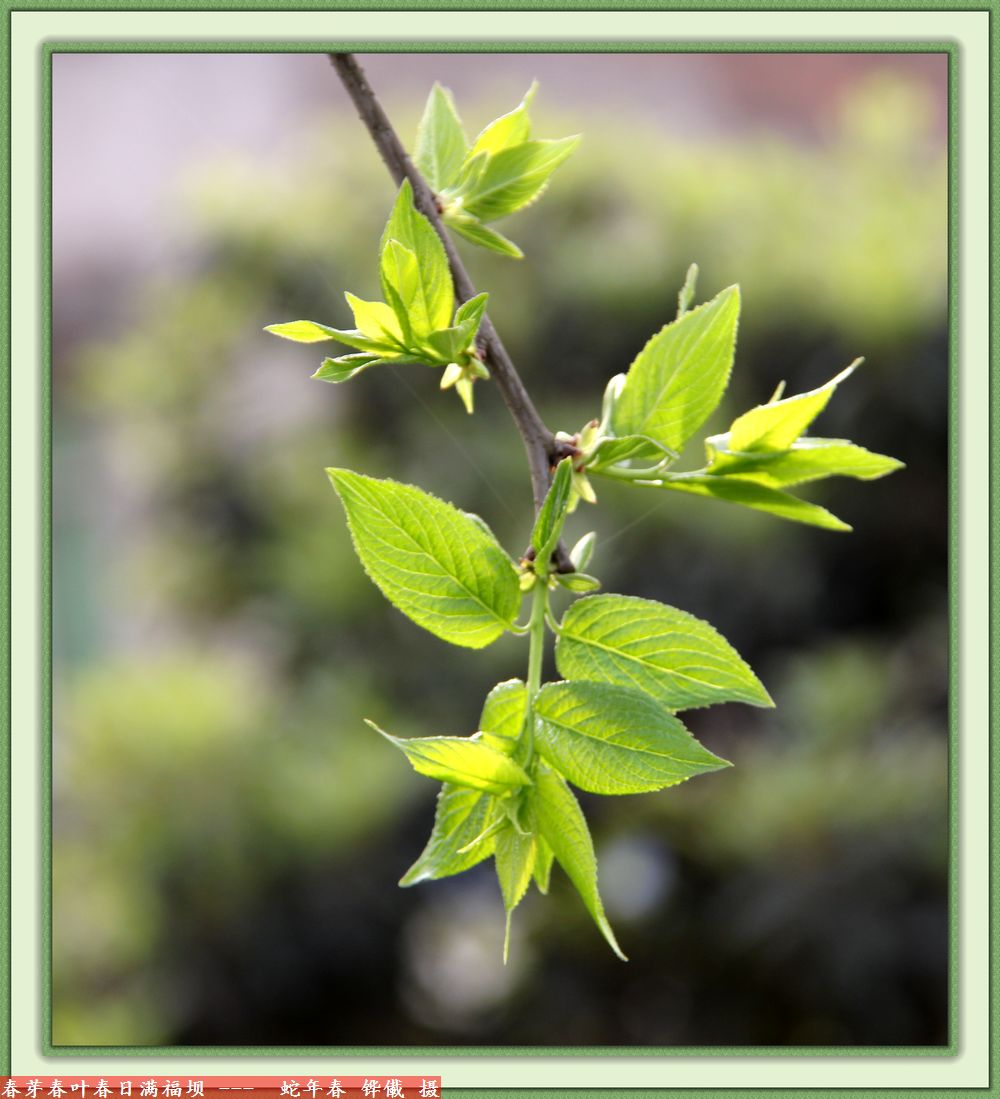 春芽春叶春日满福坝