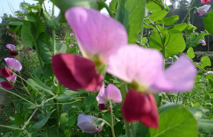 P1090371_.jpg