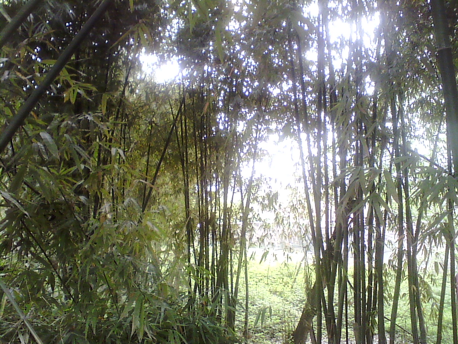 IMG_20130318_165627.jpg