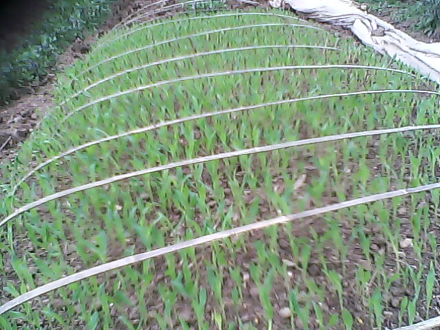 IMG1393A.jpg