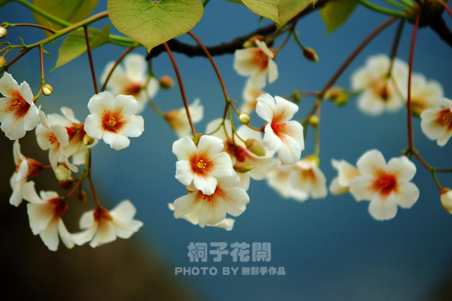 DSCF2610.jpg