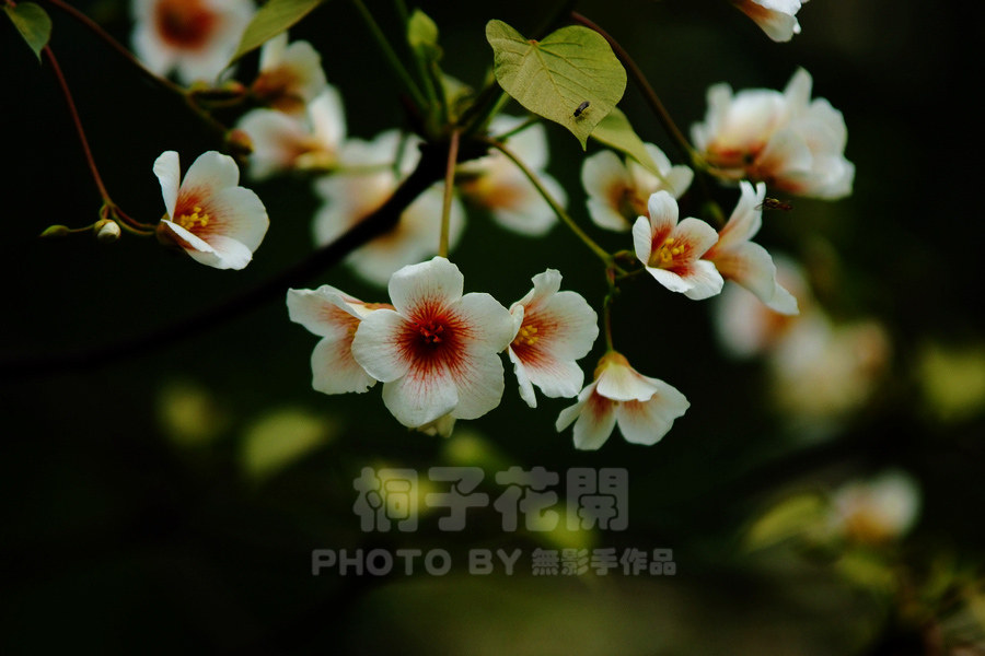 DSCF2570.jpg