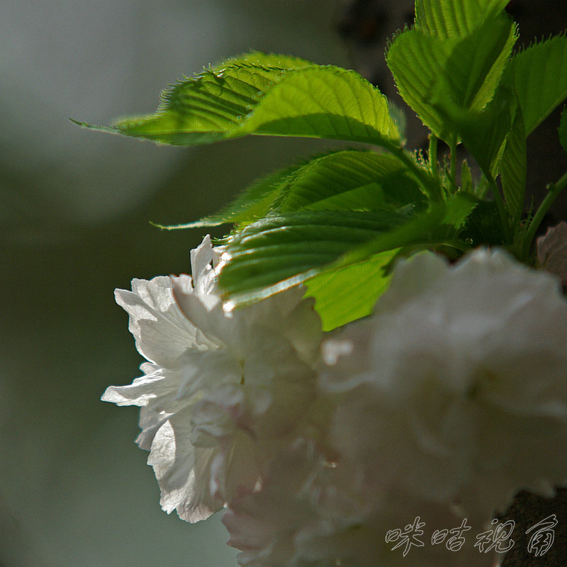 ʢĴ (5)_.jpg