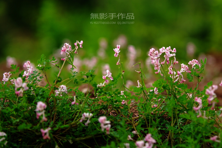 DSCF2686.jpg