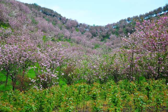 崇州三郎万亩樱花——繁盛绚烂甲天下