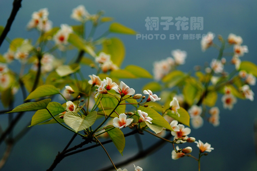 DSCF2752.jpg