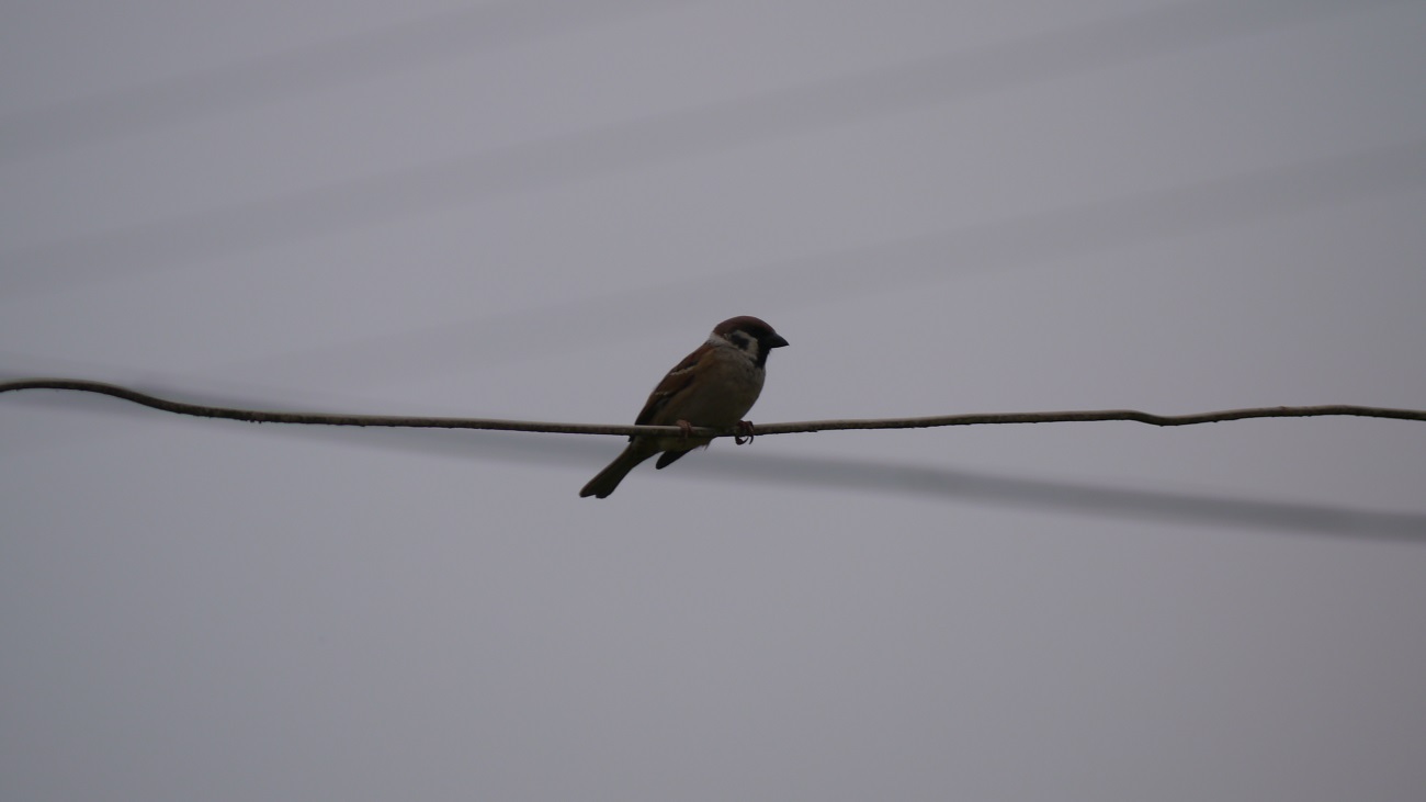 P1020860.JPG