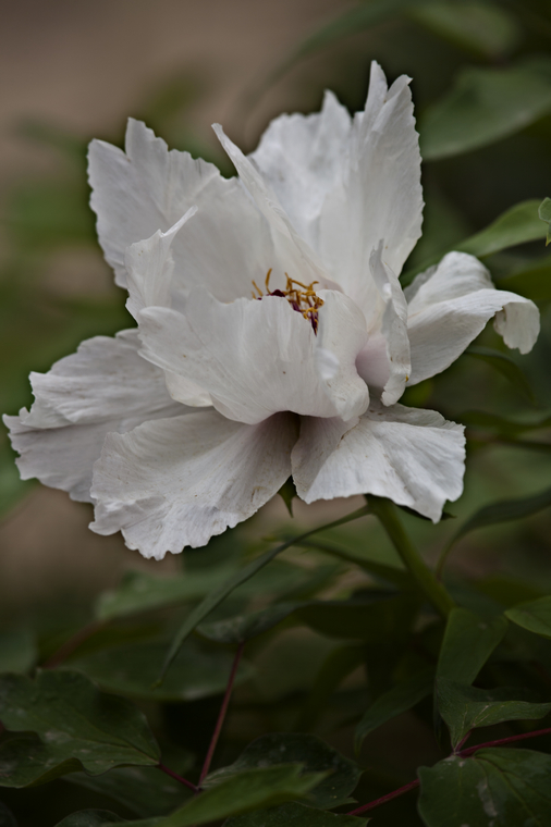 nEO_IMG__MG_5570.jpg