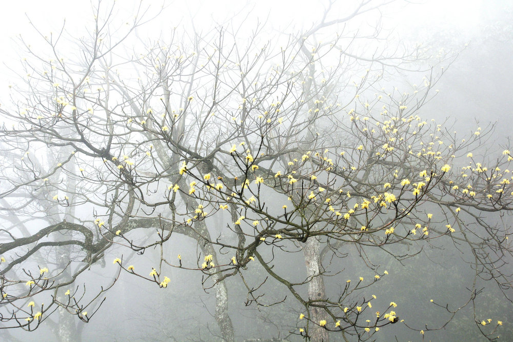 木浆子花,山上很多,彝族最常用的做菜的香料.