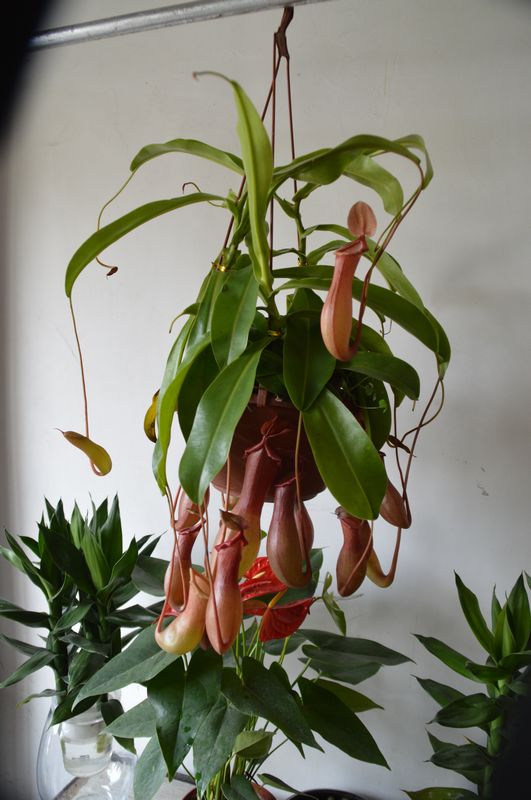 nEO_IMG_DSC_1163.jpg