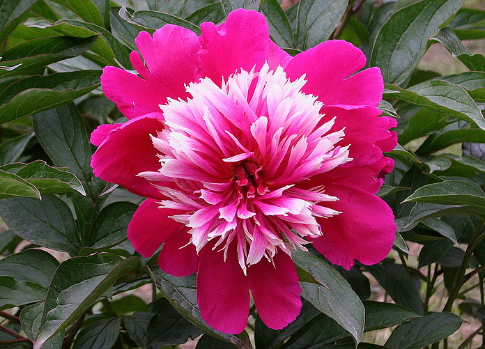 69 麻辣摄影 69 牡丹的姊妹花芍药也华丽妖娆 牡丹的白花品种较多