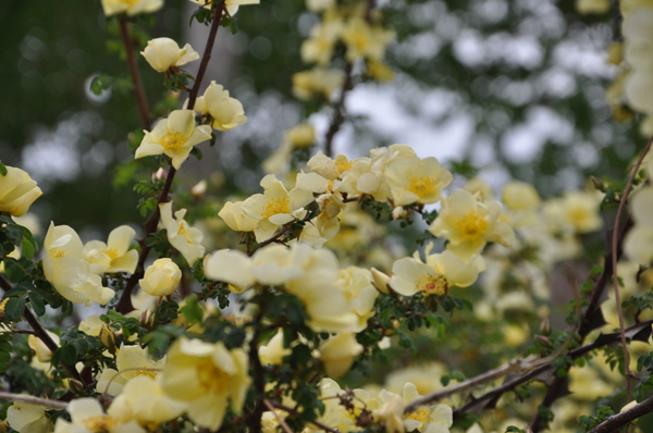 Ƭ 096.jpg