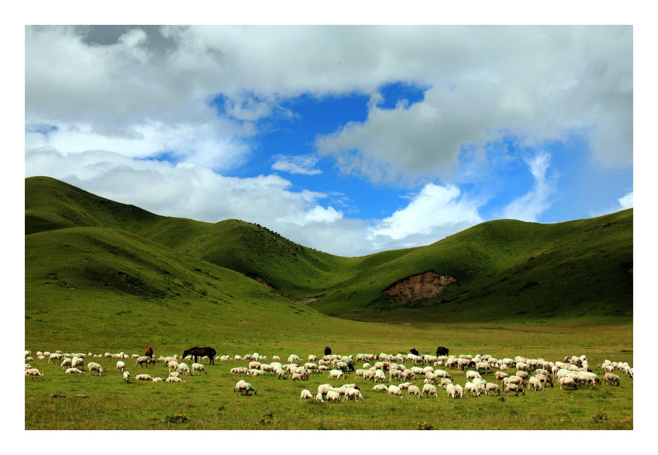 若尔盖大草原-麻辣摄影-四川论坛-麻辣社区
