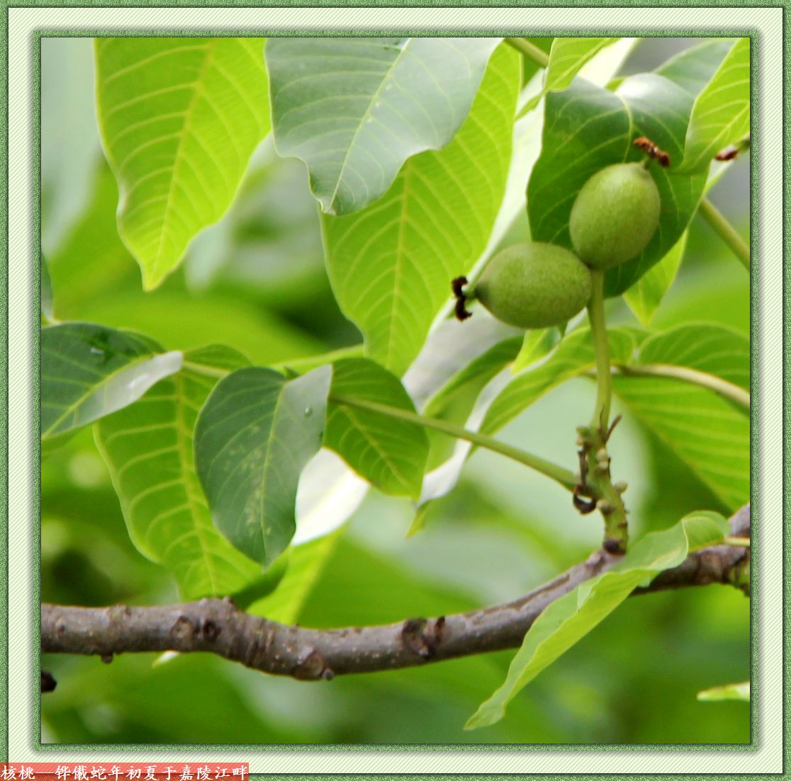 嘉陵江畔核桃树