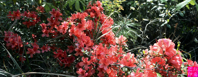 DSC_1637__1.JPG