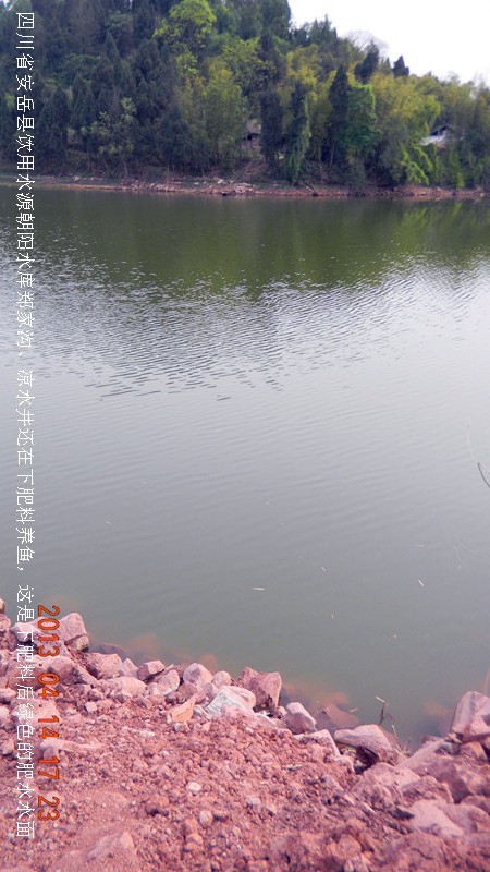 川安岳:朝阳水库再次遭肥水养鱼污染,影响几十