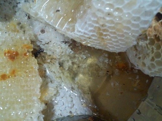 看了让人流口水的…蜂蜜(关门子杨家屋里的蜂