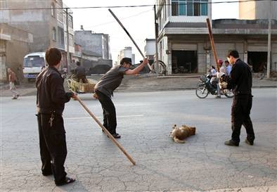 疯狗过街,人人喊打.