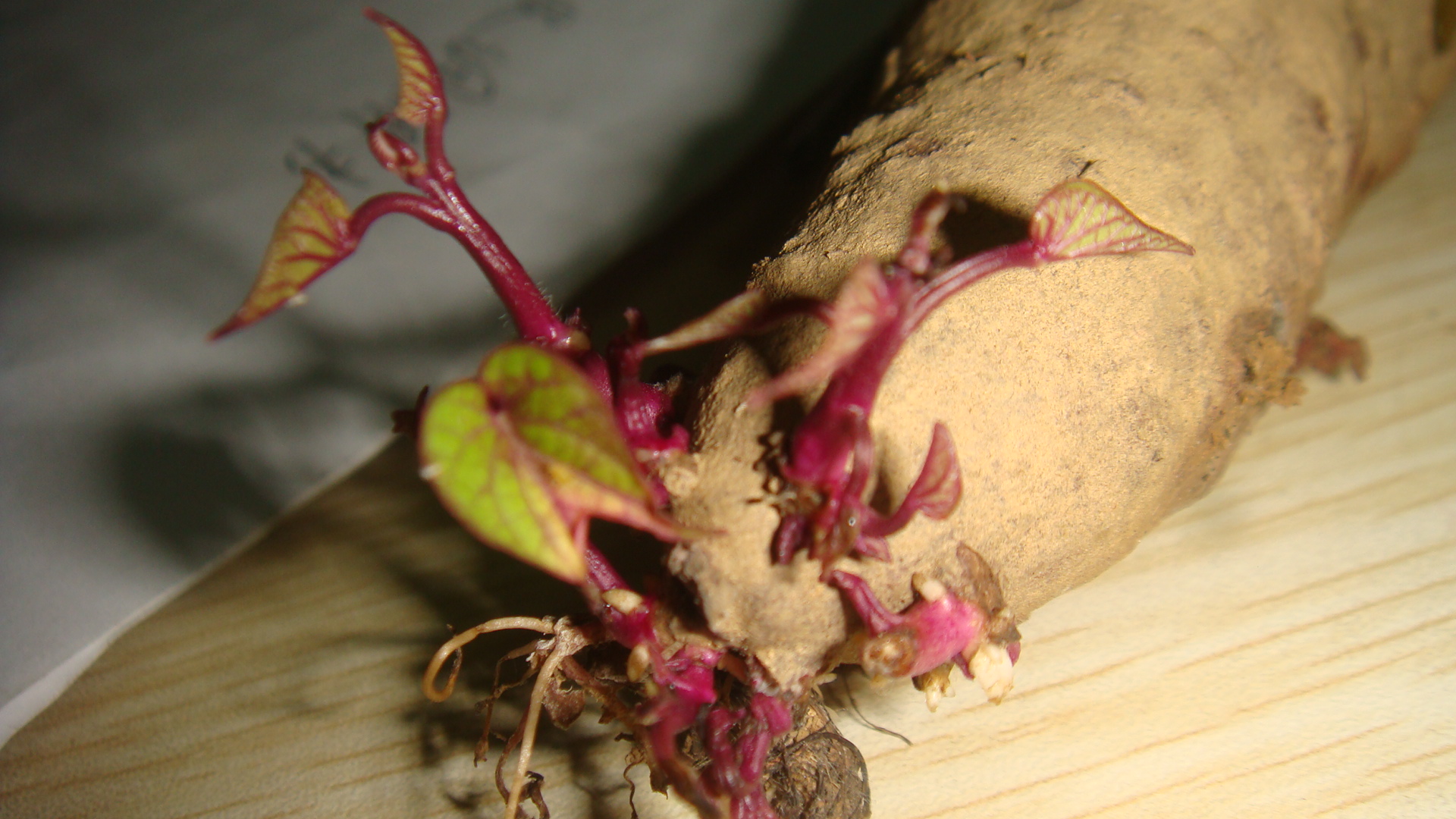 野生紫薯藤图片图片