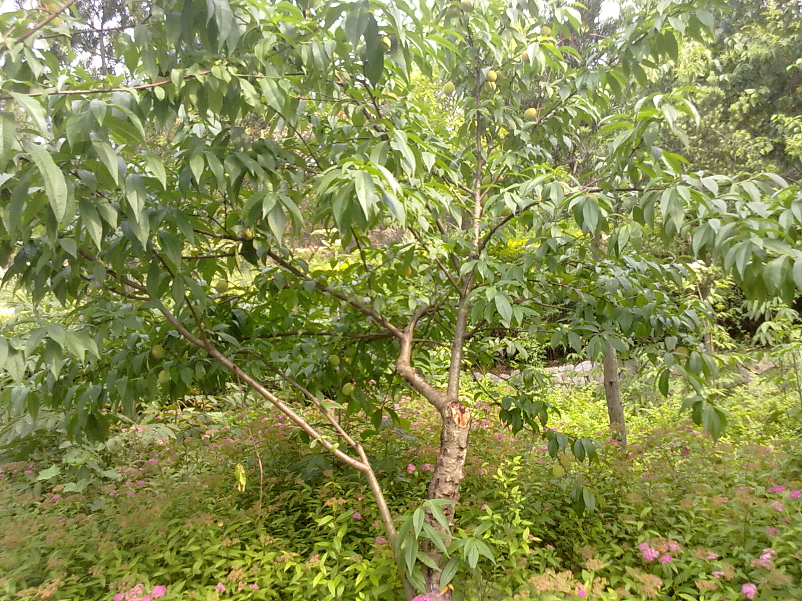 Ƭ 046.jpg