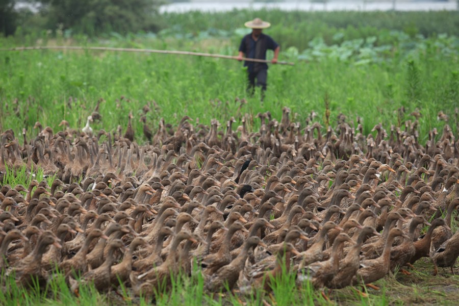 岁月深处的赶鸭人