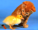 {32C48AE4-D906-4F5F-B1FF-0CFFE345DB9C}0.gif