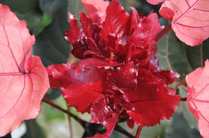 中华红叶杨繁育基地