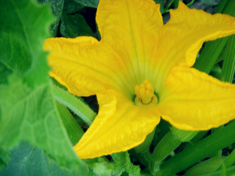 无污染的西葫芦花