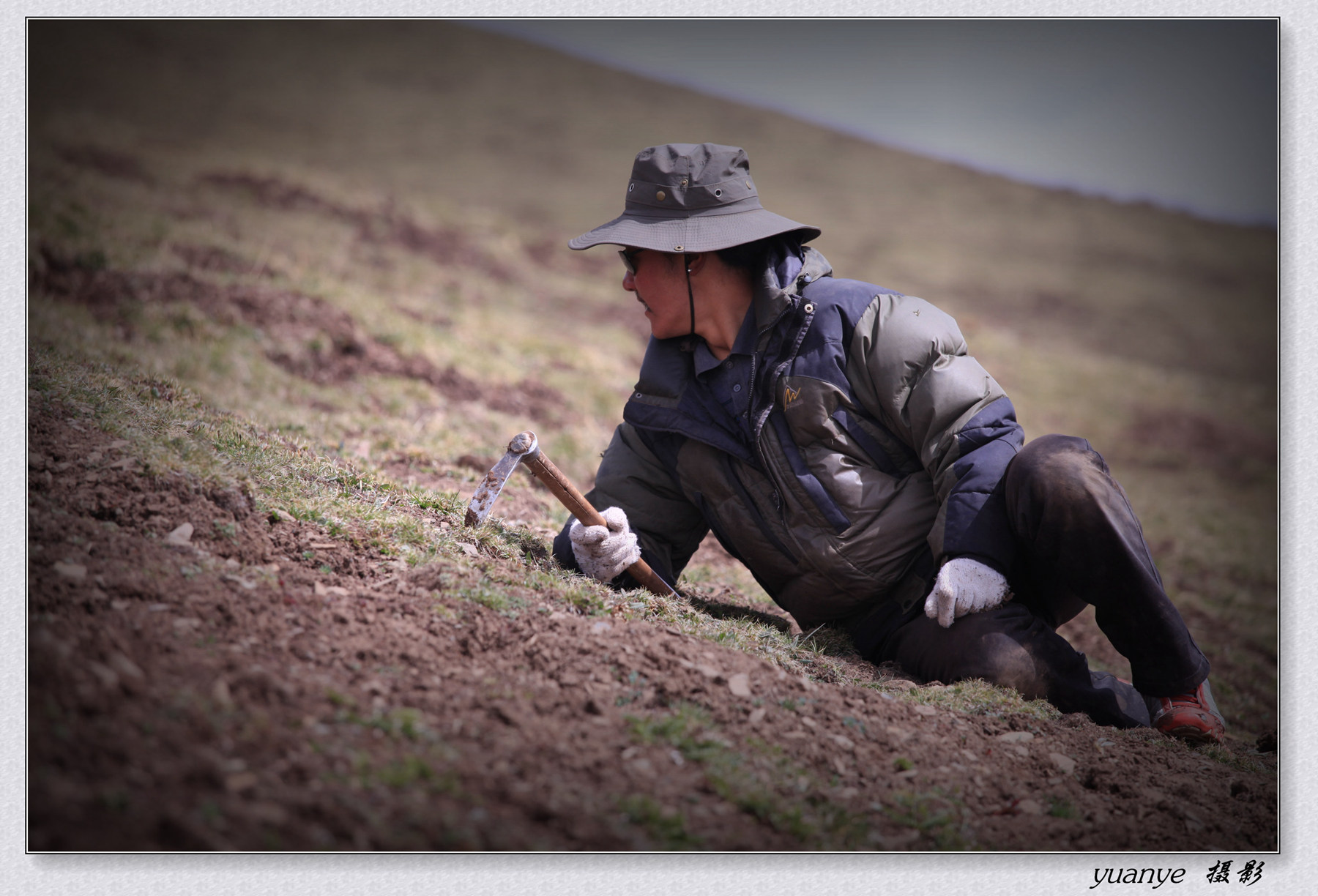 冬虫夏草采挖人