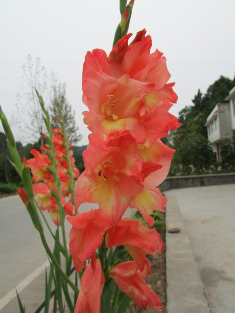 IMG_0519.JPG