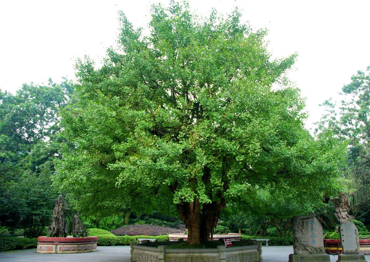 張松銀杏 公園裡面的鎮園之寶1700多年了 西遊記裡面的人參果樹臼喬