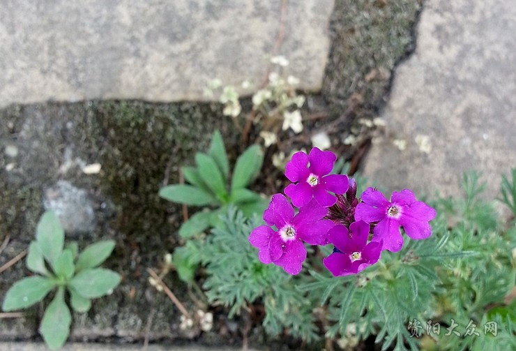 13060720480771354.jpg