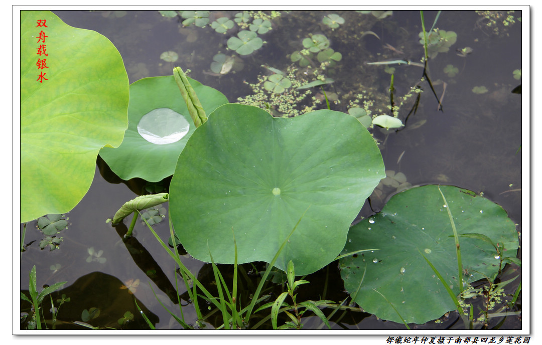 大珠小珠落玉盤川北南部縣蓮花園蓮拍之八