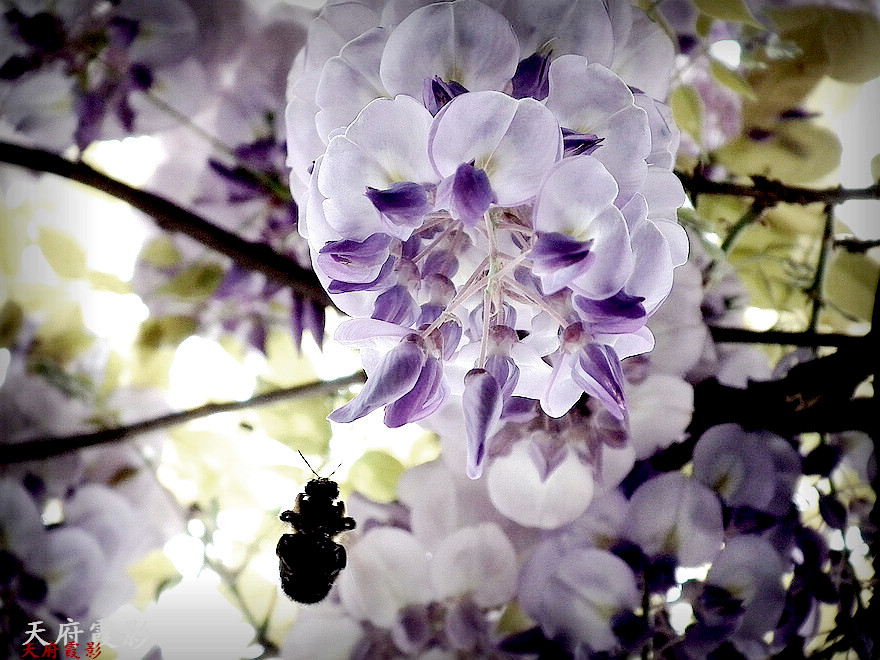 2013.3.19԰ 1182.jpg