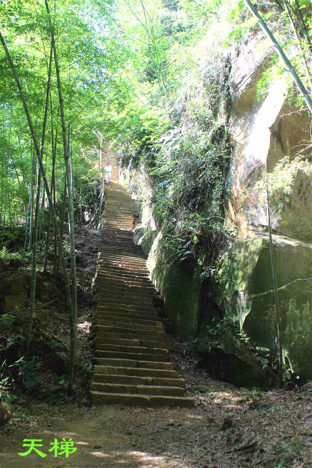 荣县花龙沟竹海风光!
