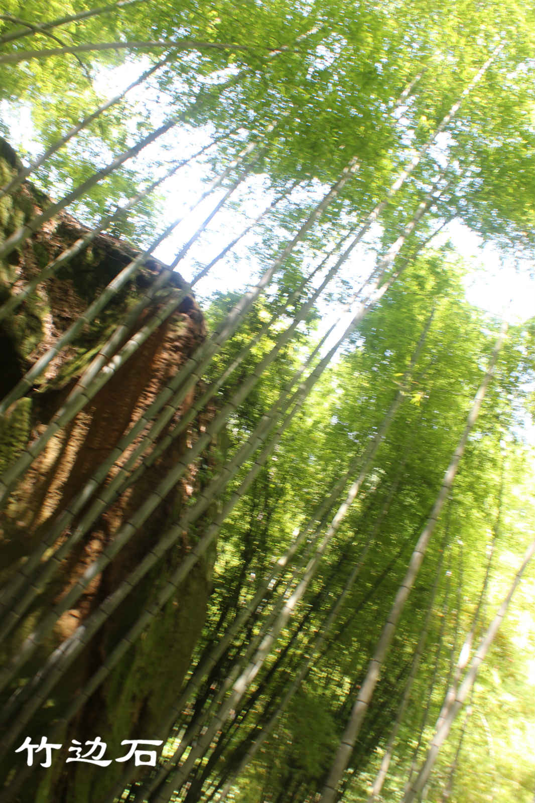 荣县花龙沟竹海风光!