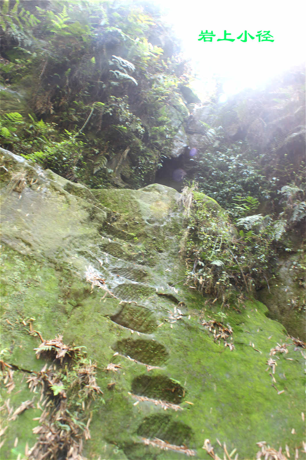 荣县花龙沟竹海风光