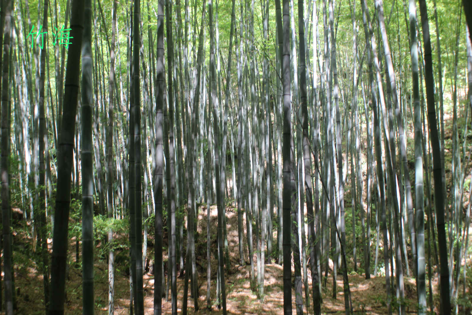 荣县花龙沟竹海风光
