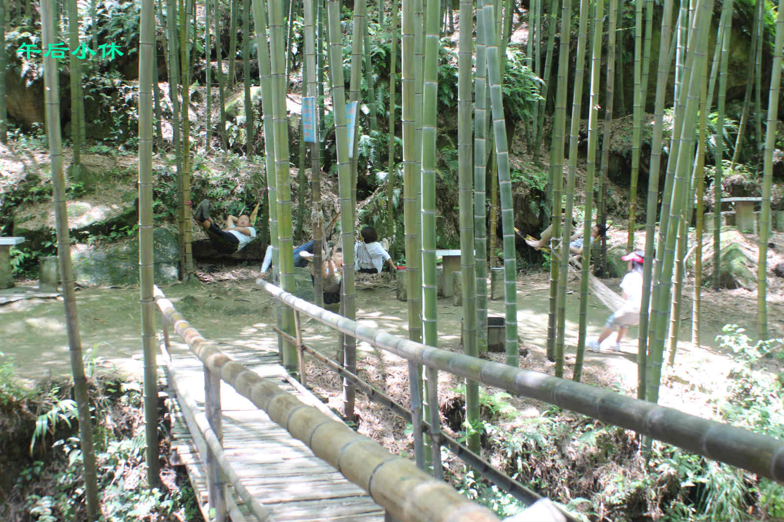 荣县花龙沟竹海风光