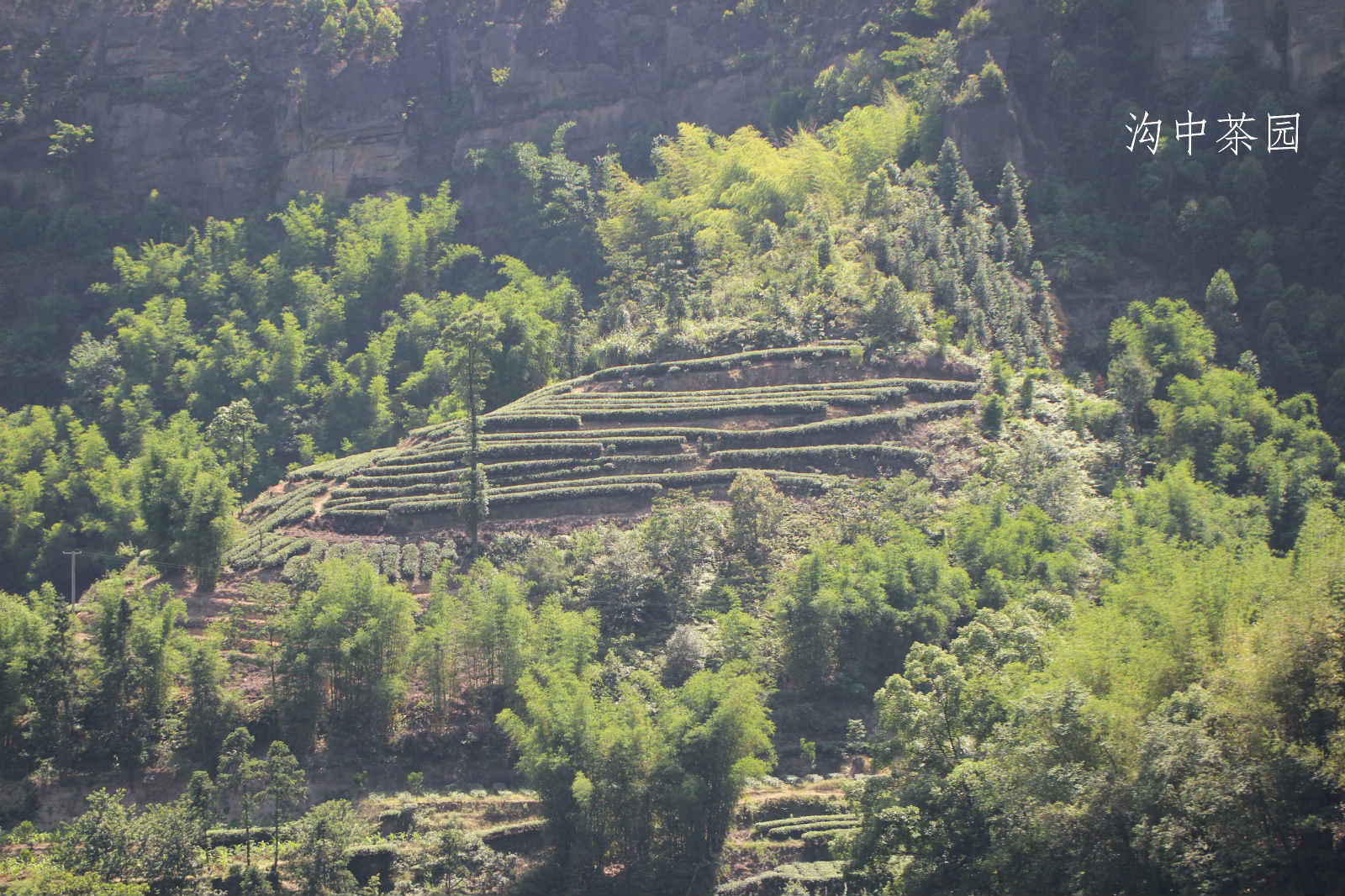 荣县花龙沟竹海风光!