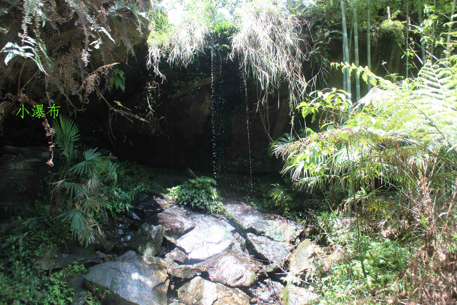荣县花龙沟竹海风光!