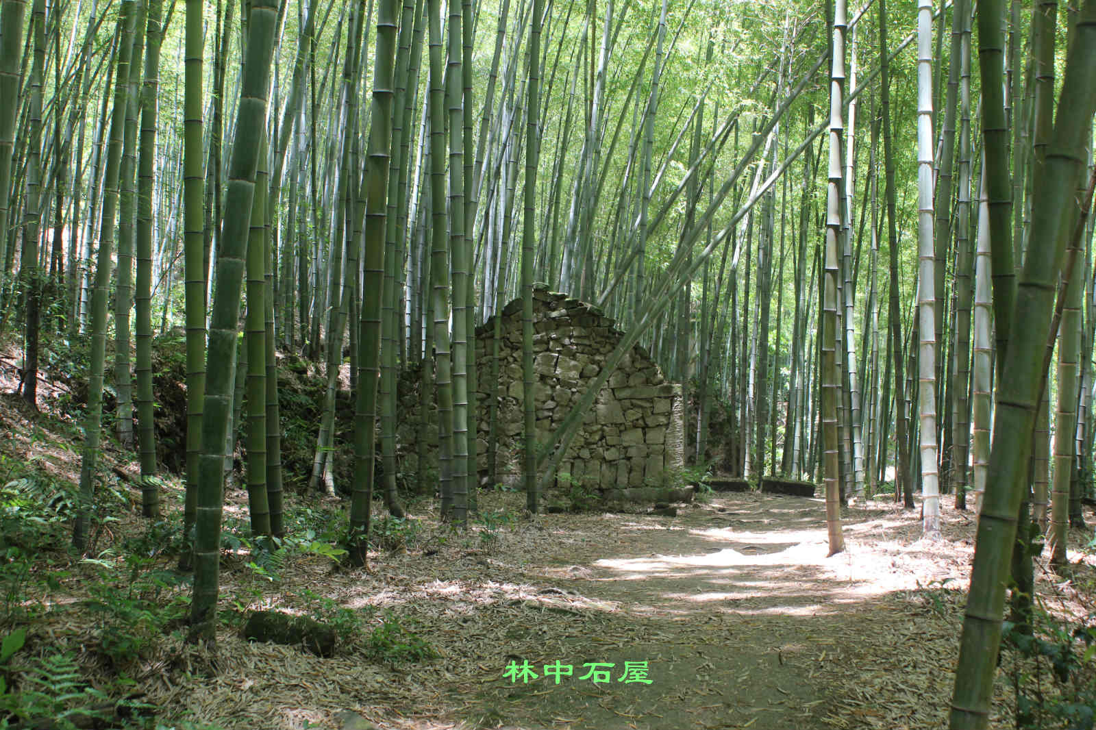 自贡花龙沟竹海图片