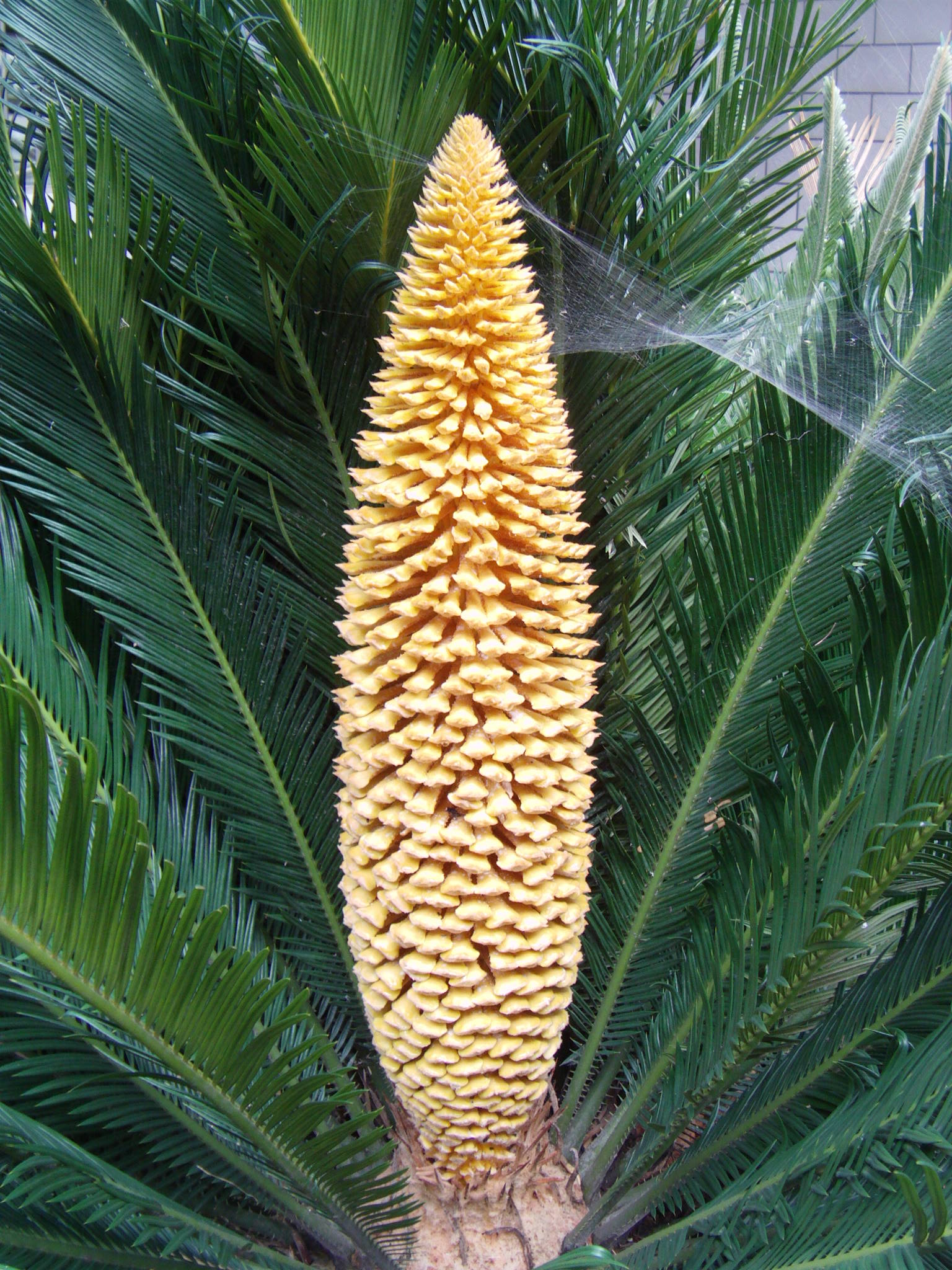 AMBA0019.JPG