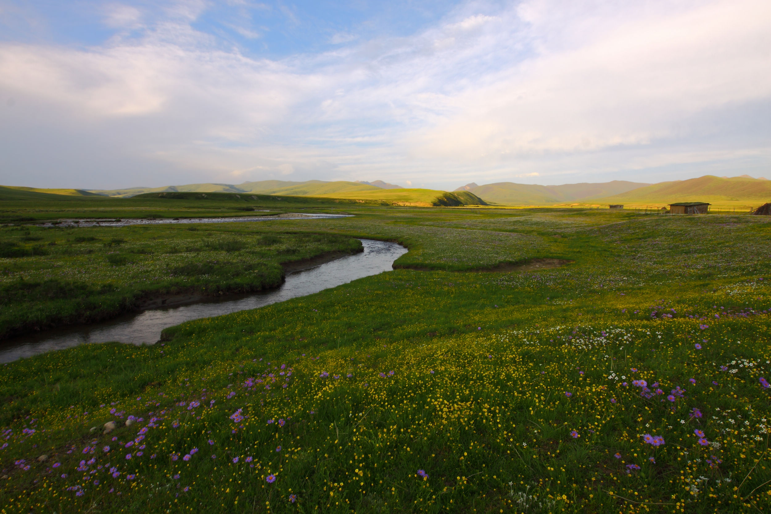 红原大草原阳光明媚百花齐放