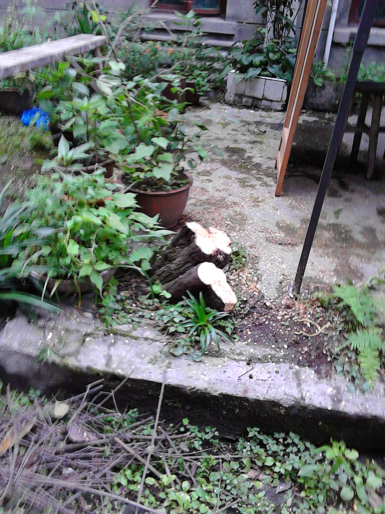 IMG_20130622_184548.jpg