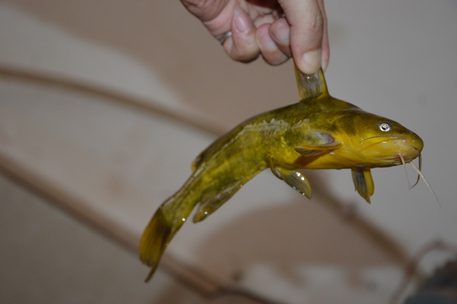 DSC_0870.jpg