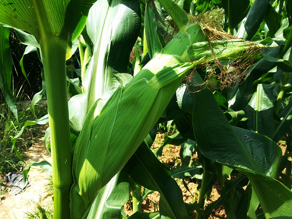 20130628_152653.jpg