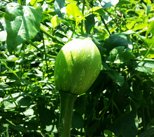 20130628_153556.jpg