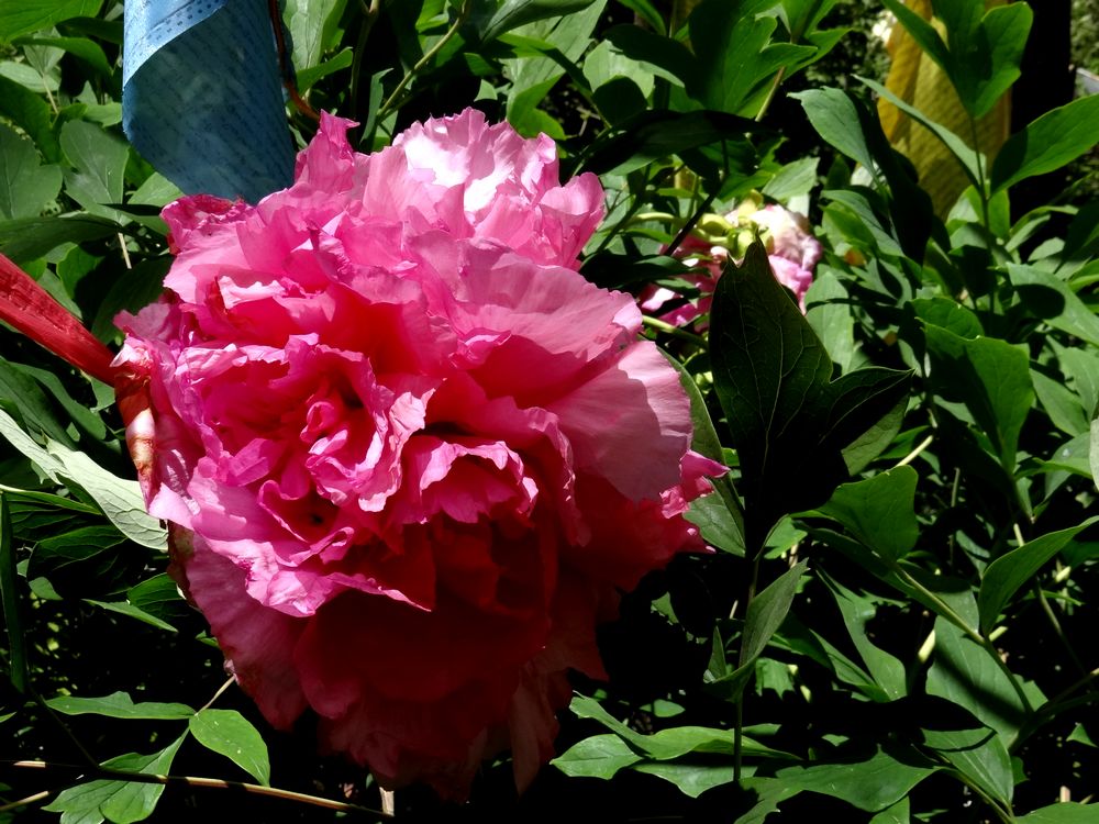 DSC01986.jpg